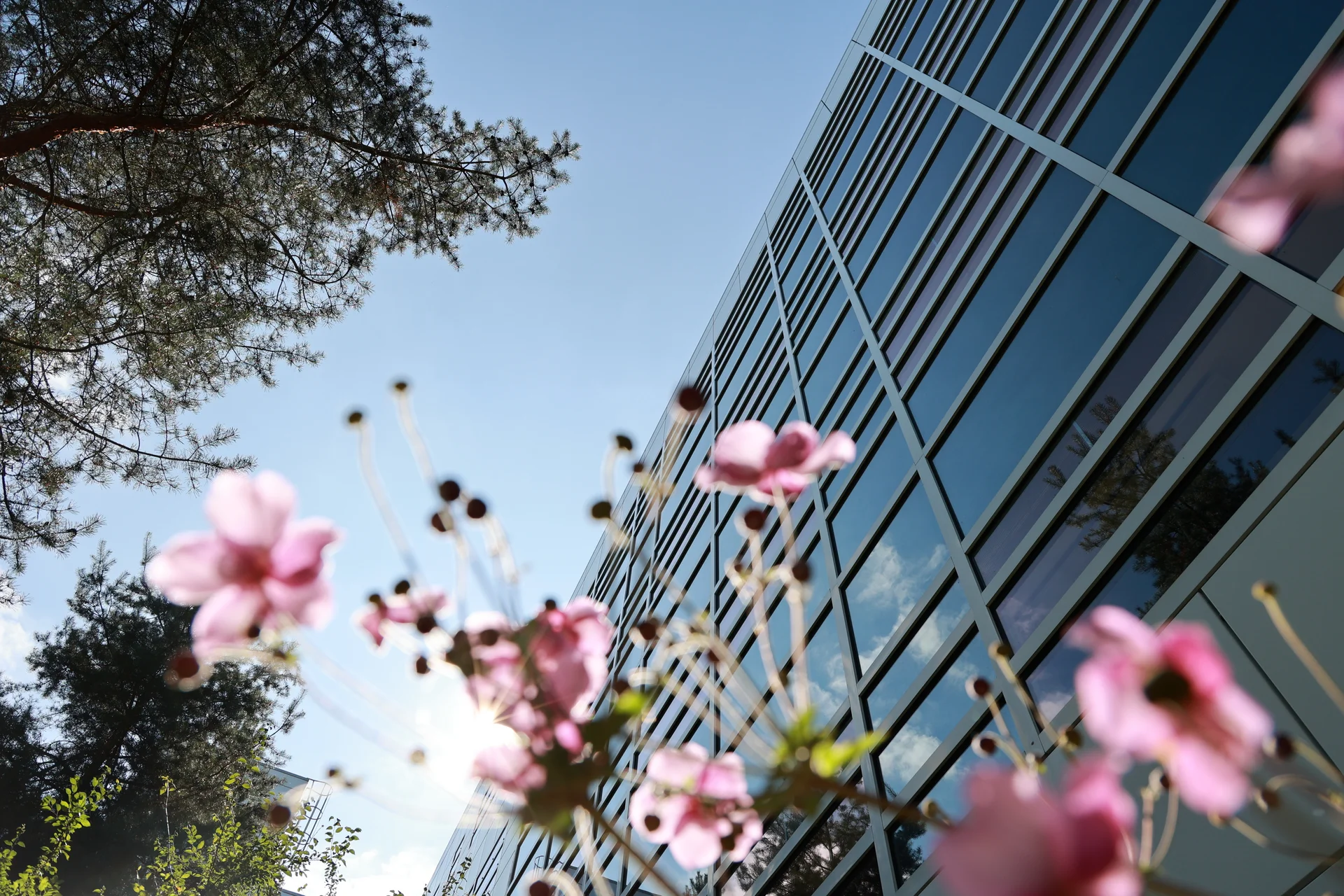 Im Vordergrund des Bildes sind rosa Blumen. Der Hintergrund zeigt Bäume und Fenster eines DRÄXLMAIER Gebäudes.